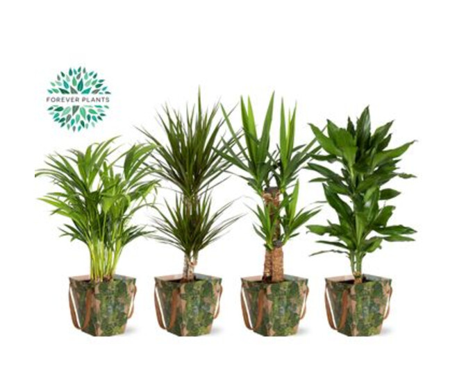 PLANTE VERTE VARIEE