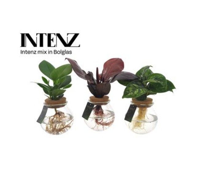PLANTE VERTE VARIEE