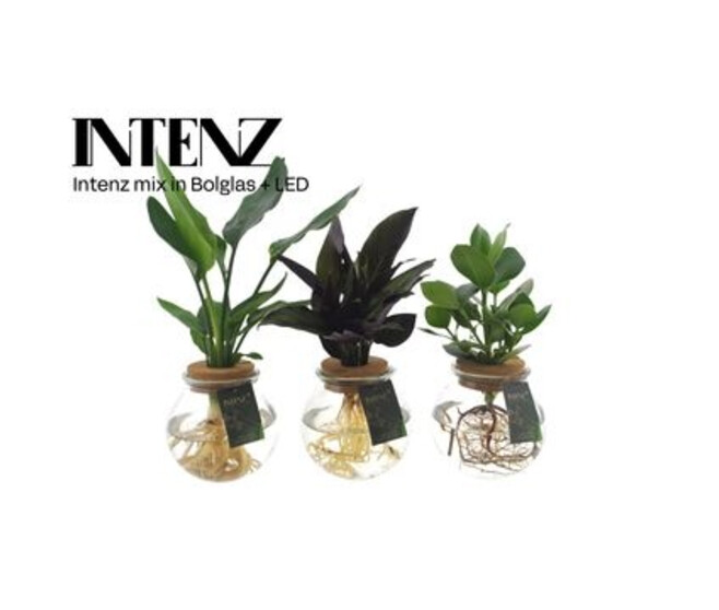 PLANTE VERTE VARIEE
