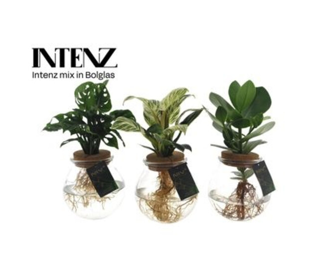PLANTE VERTE VARIEE