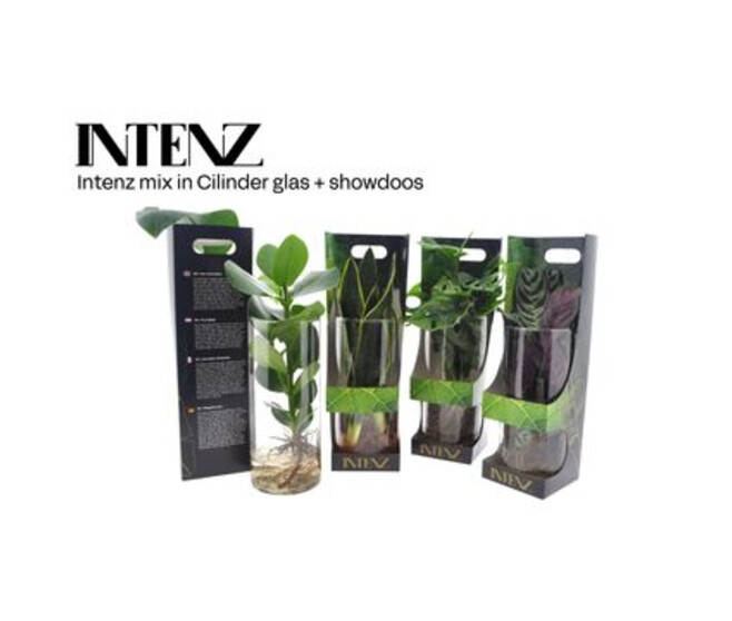 PLANTE VERTE VARIEE TUBE VERRE