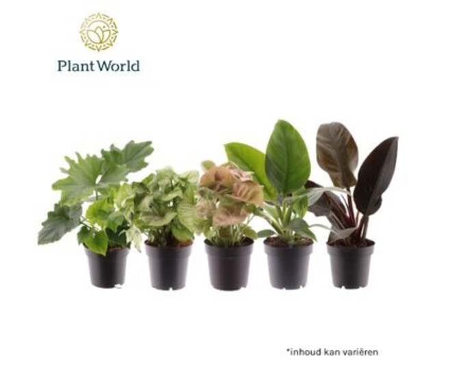 PLANTE VERTE VARIEE