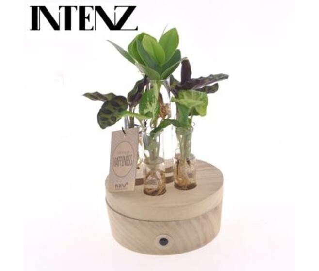 PLANTE VERTE VARIEE TUBE VERRE BOIS