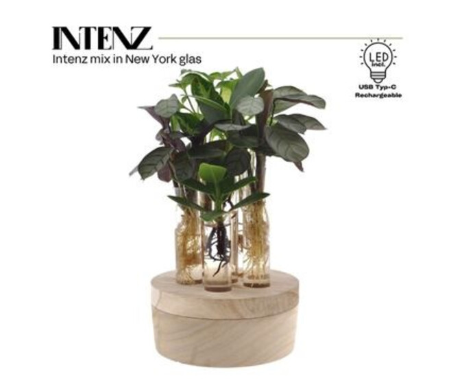 PLANTE VERTE VARIEE TUBE VERRE BOIS