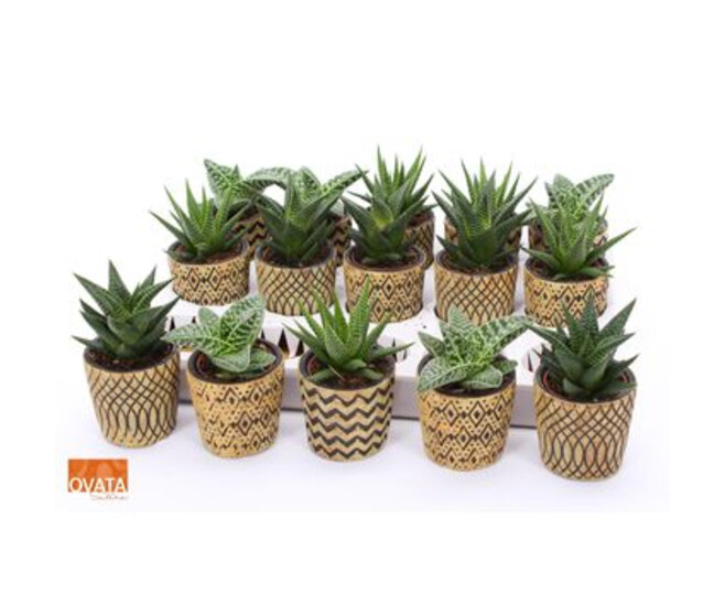 SUCCULENTE CERAM