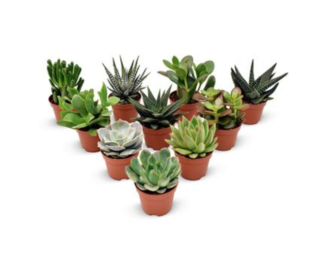 SUCCULENTE VARIEES