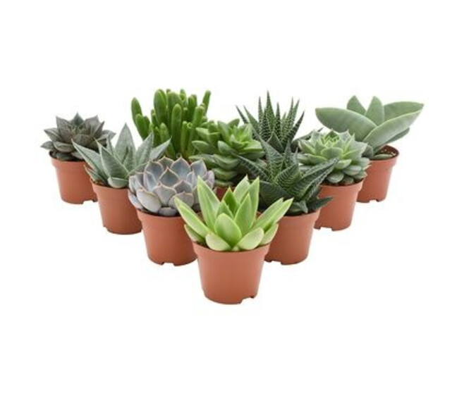 SUCCULENTE VARIEES
