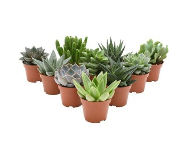 SUCCULENTE VARIEES