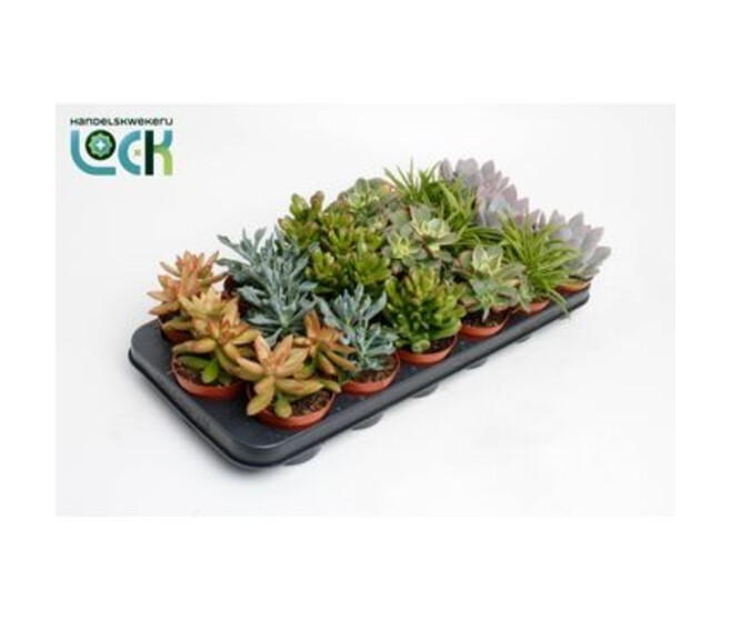 SUCCULENTE VARIEE