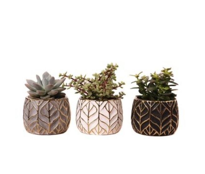 SUCCULENTE CERAM
