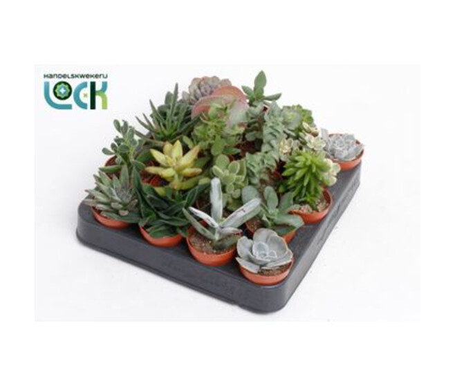 SUCCULENTE VARIEE