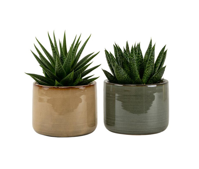 SUCCULENTE CERAM
