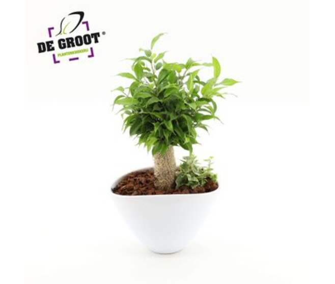 COMPO FICUS JUTTE CERAM BLANCHE