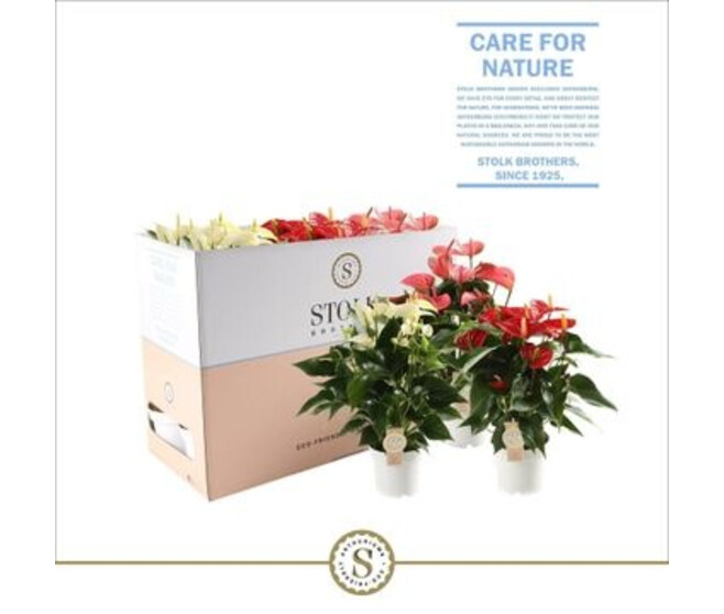 ANTHURIUM ANDREANUM VARIE