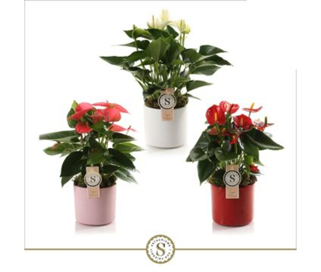 ANTHURIUM ANDREANUM VARIE CERAM