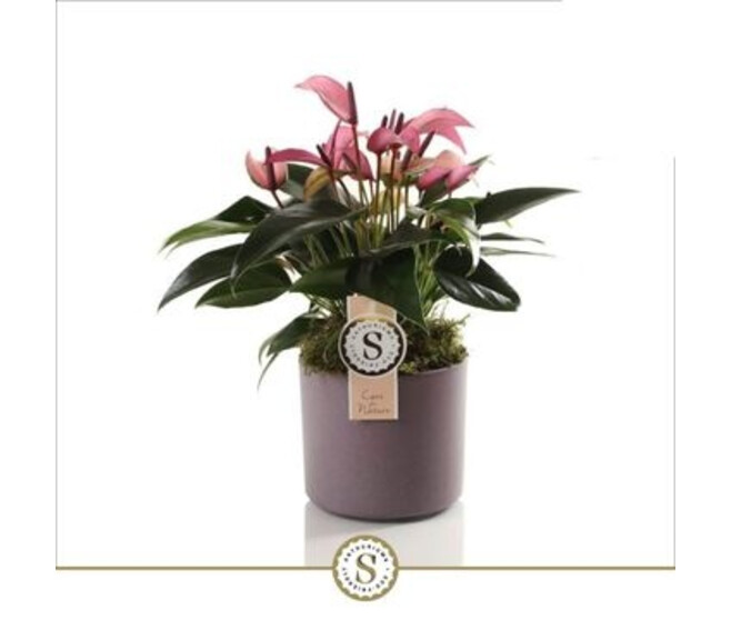 ANTHURIUM ANDREANUM ZIZOU CERAM