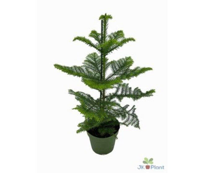 ARAUCARIA HETEROPHYLLA