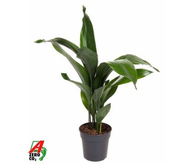 ASPIDISTRA