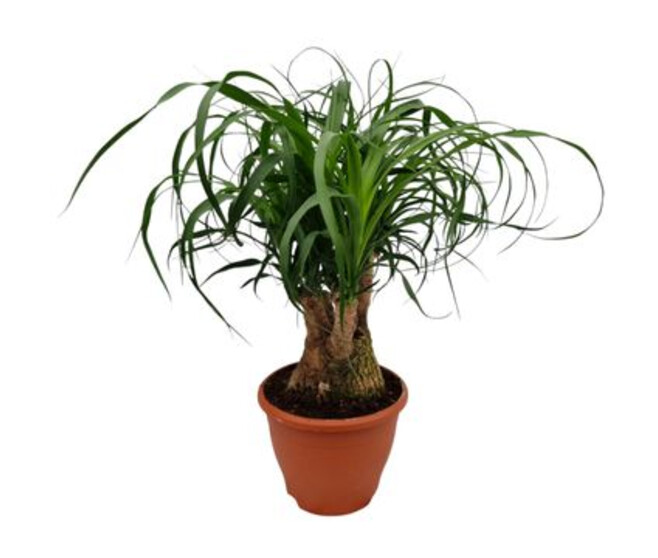 BEAUCARNEA RAMIFIE