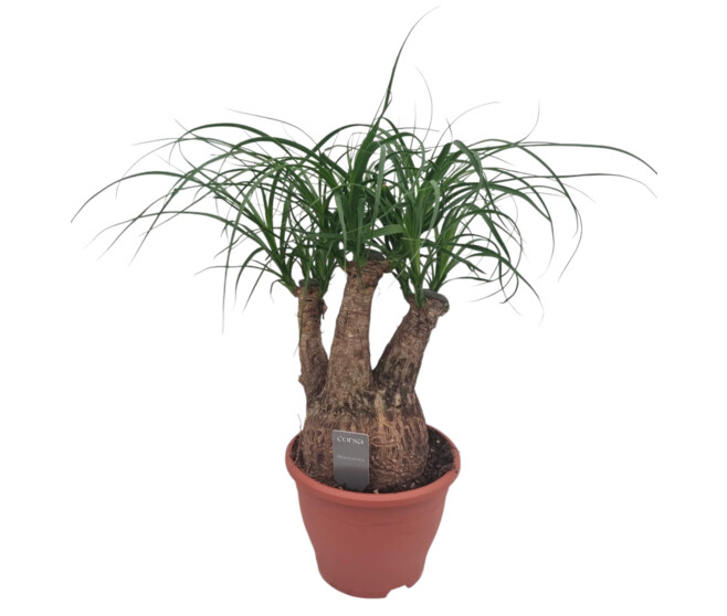 BEAUCARNEA RAMIFIE