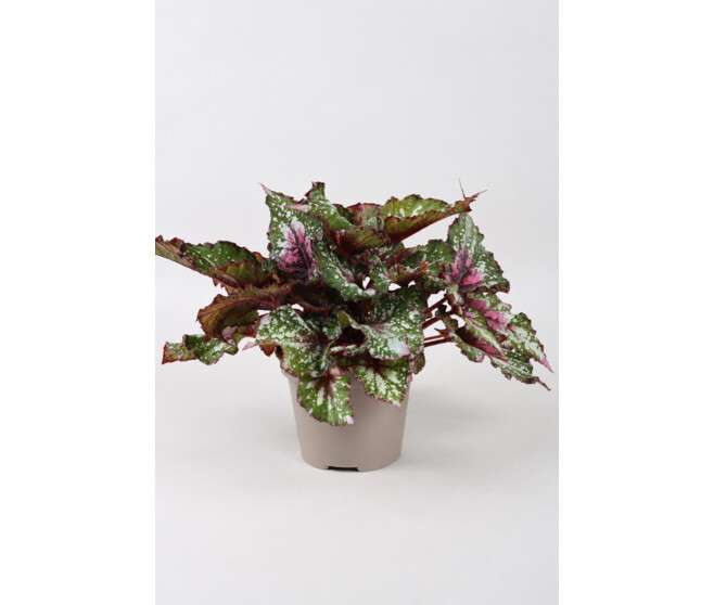 BEGONIA BELEAF ALASKA CREEK