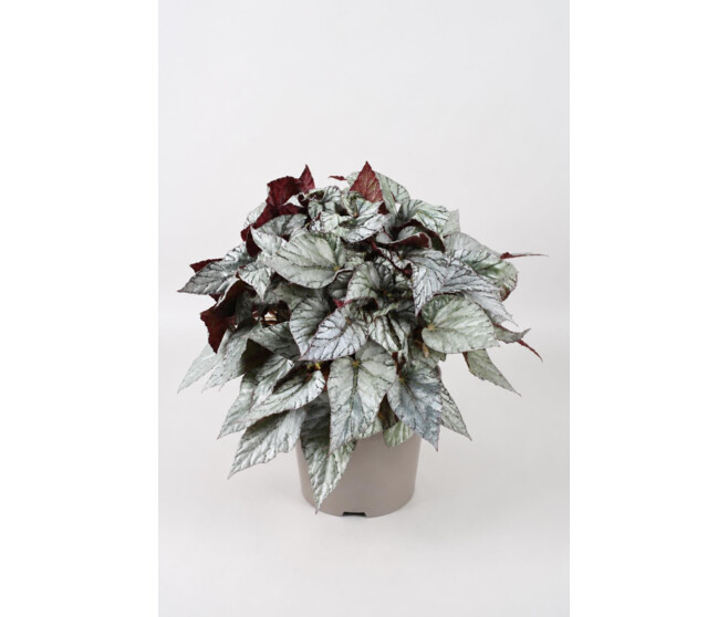 BEGONIA BELEAF ARCTIC BREEZE