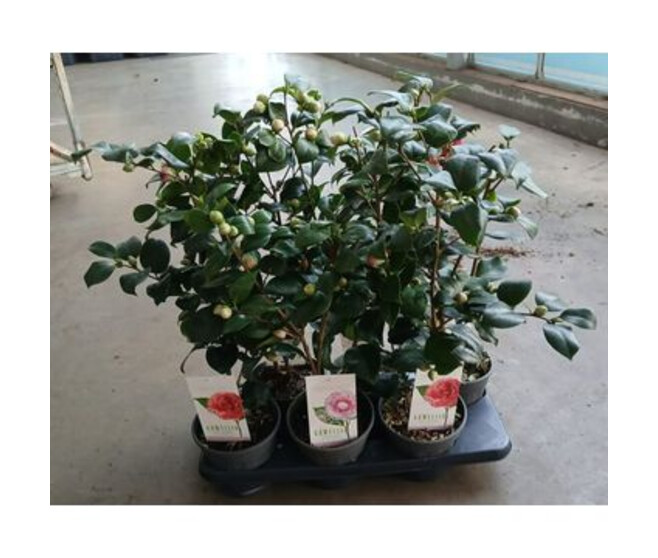 CAMELLIA JAPONICA VARIE