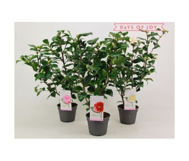 CAMELLIA JAPONICA VARIE