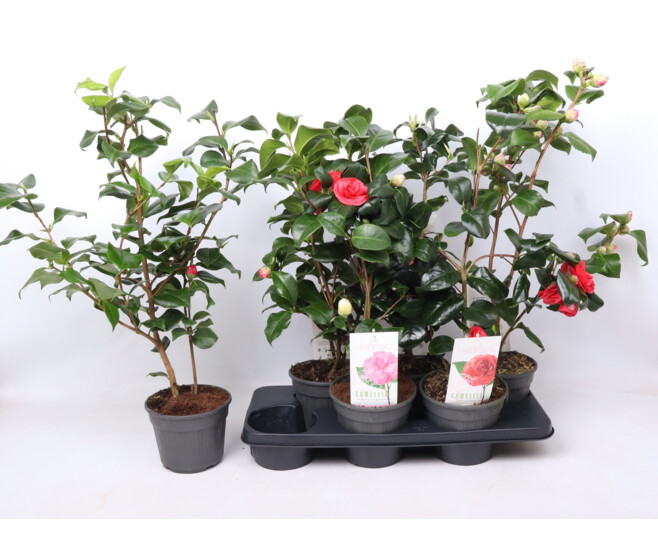 CAMELLIA JAPONICA VARIE