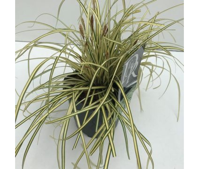 CAREX EVERGOLD