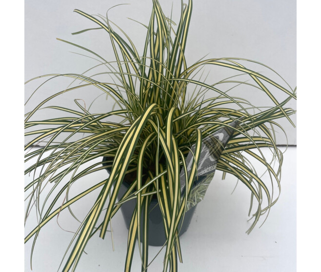 CAREX EVERGOLD