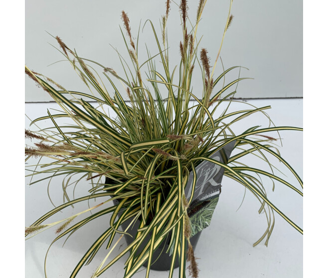 CAREX EVERGOLD