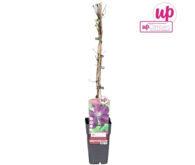 CLEMATITE CARDINAL PYRAM