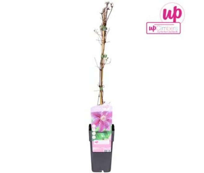 CLEMATITE DR RUPPEL PYRAM