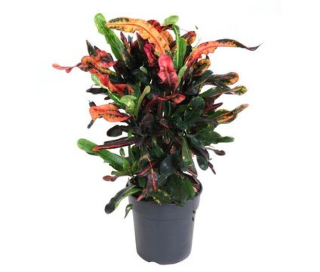 CROTON MAMMI RAMIFIE