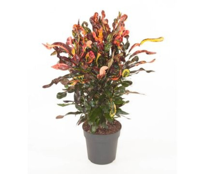 CROTON MAMMI RAMIFIE