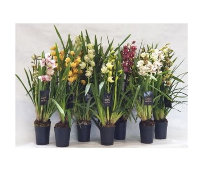CYMBIDIUM VARIE