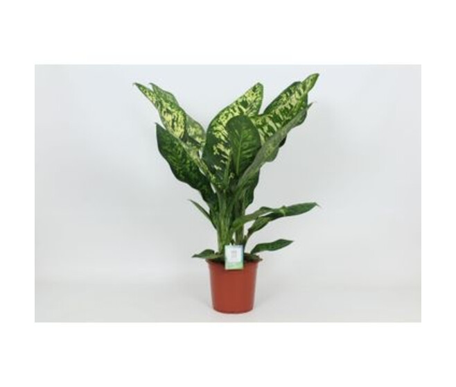DIEFFENBACHIA CROWN