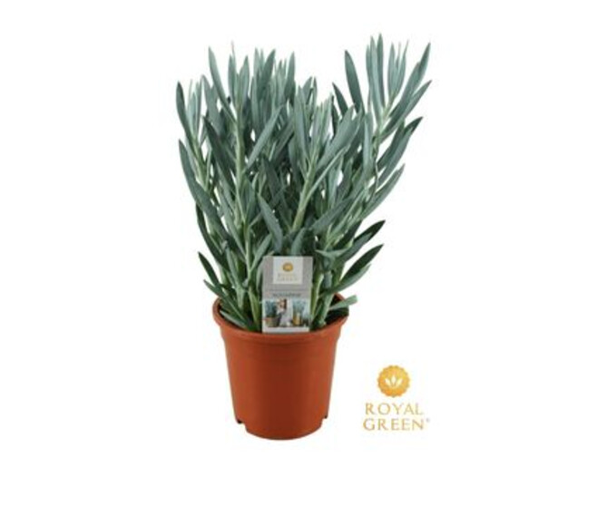 SENECIO MOUNT EVEREST