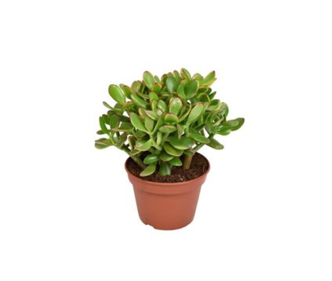 CRASSULA OVATA SUNSET