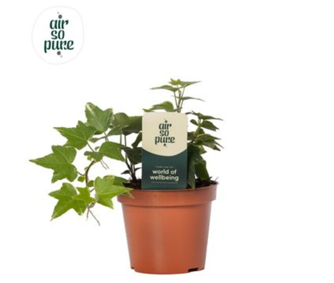 HEDERA WHITE WONDER