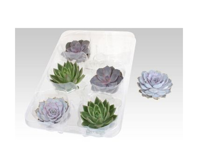 ECHEVERIA COUPE