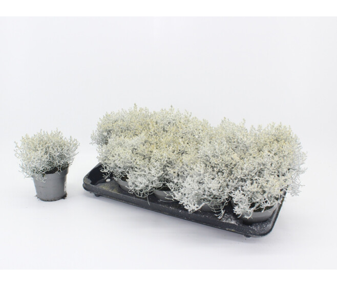 CALOCEPHALUS BROWNII GIVRE