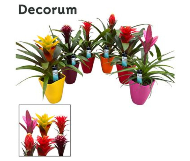 GUZMANIA VARIE CERAM