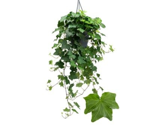 HEDERA BRIGITTE