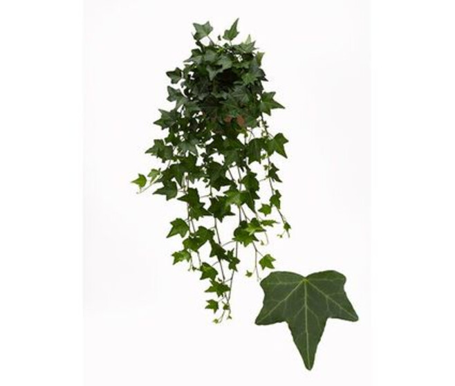 HEDERA PITTSBURGH