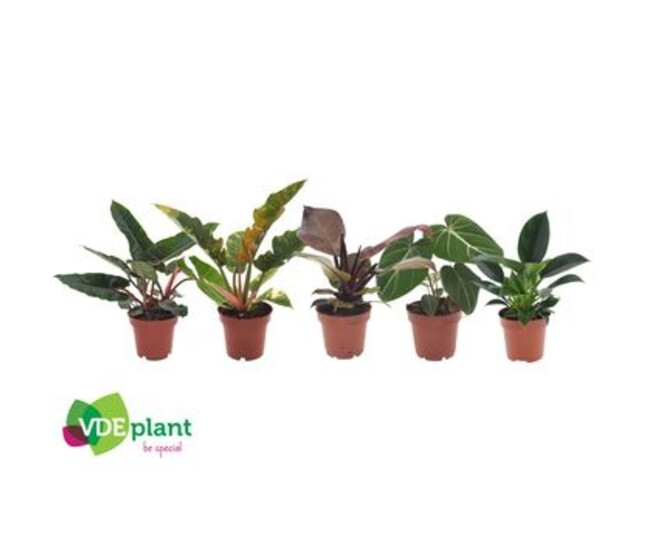 PHILODENDRON VARIE