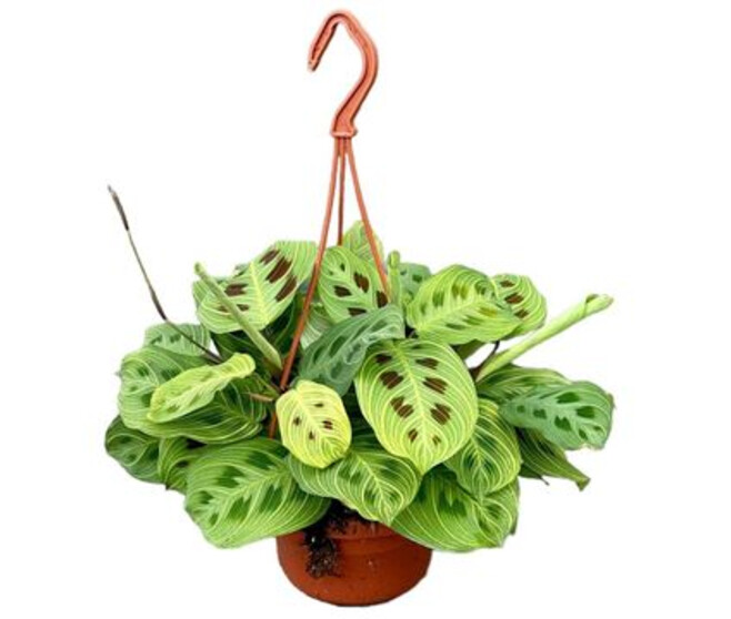 MARANTA SUSP