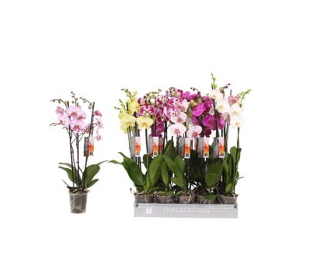 PHALAENOPSIS 3BR VARIE