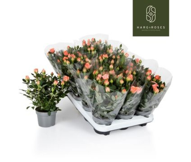 ROIER KORDANA ORANGE